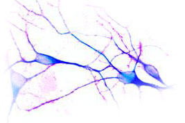 Neurona Invesetigacion